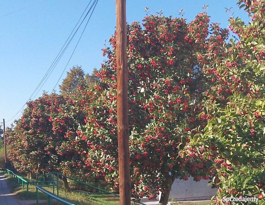 Jarząb szwedzki Bydgoszcz