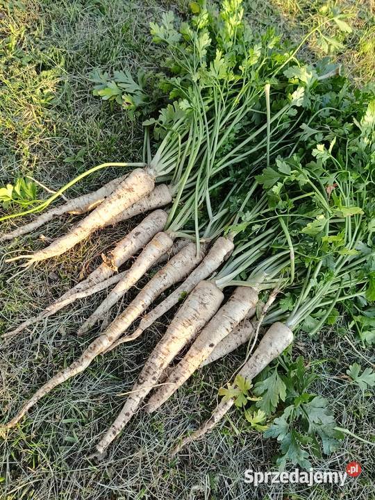 Sprzedam pietruszke Bilno