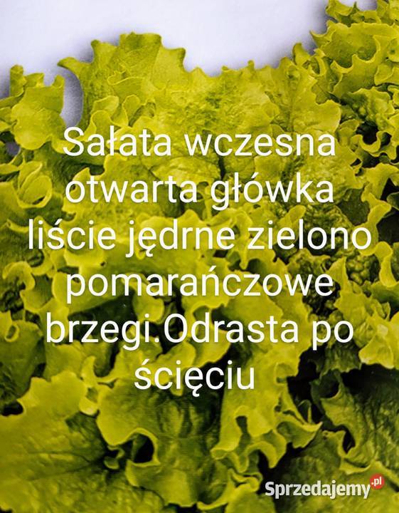 Cykoria główkowa nasiona Kraków