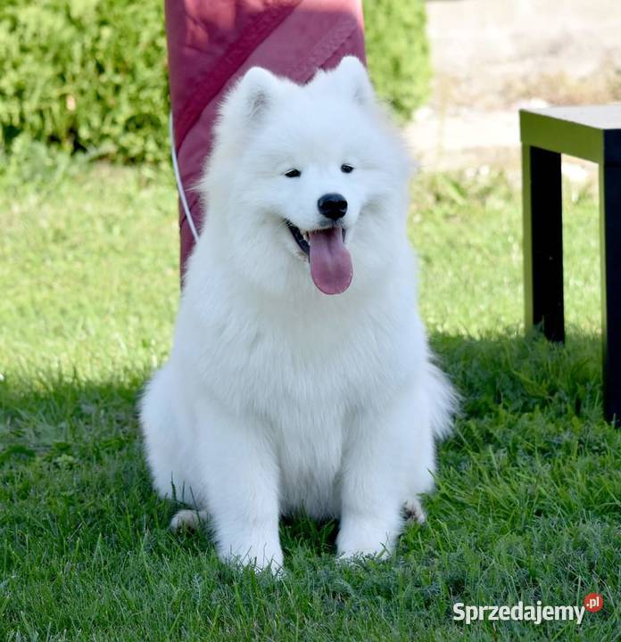 Samoyed szczeniak samiec do odbioru Sesto Senso Zduńska Wola