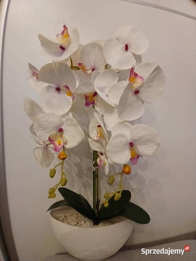 Storczyki sztuczne Zielona Góra