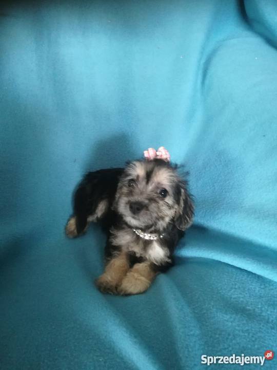 Shih tzu mix