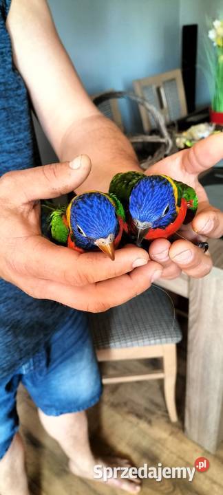 Lorysa 2024 oswojona