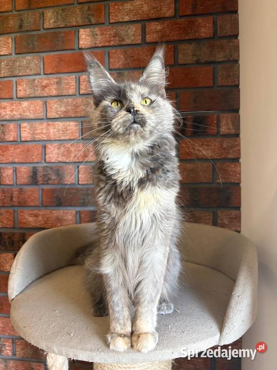 Kotka Maine Coon Inez Szembruk