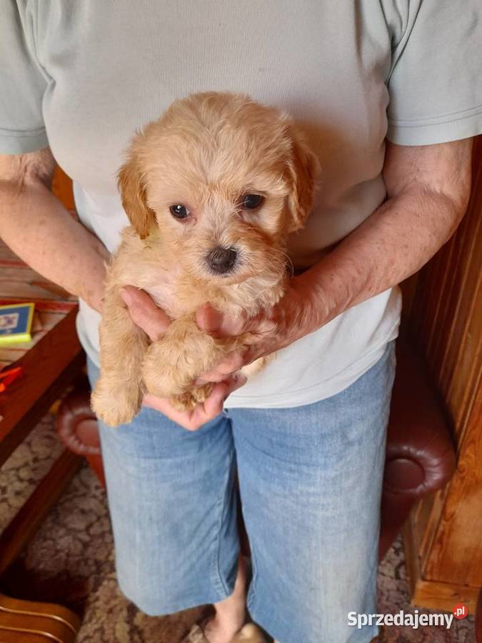 Maltipoo maltanczykpudel toy red Augustów