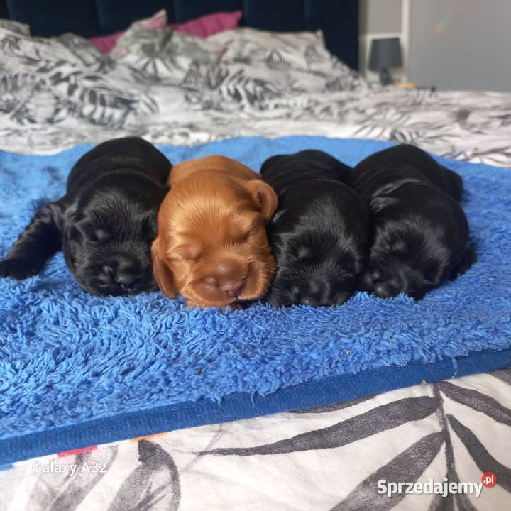 Cocker Spaniel Angielski Możliwość Rezerwacji Jutrosin