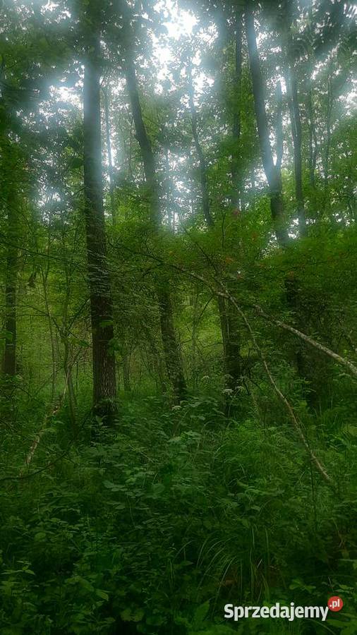 Sprzedam 2 działki rolno leśne las budowlana Kolonia Giżyce sprzedam
