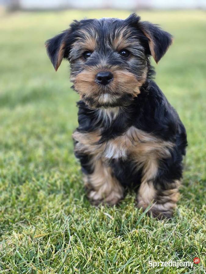 York Pies szczeniak Klecie