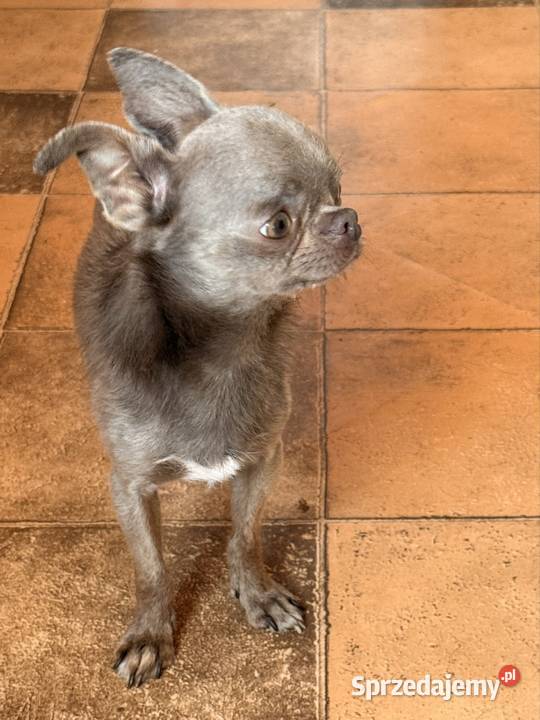 Chihuahua samiec Psy
