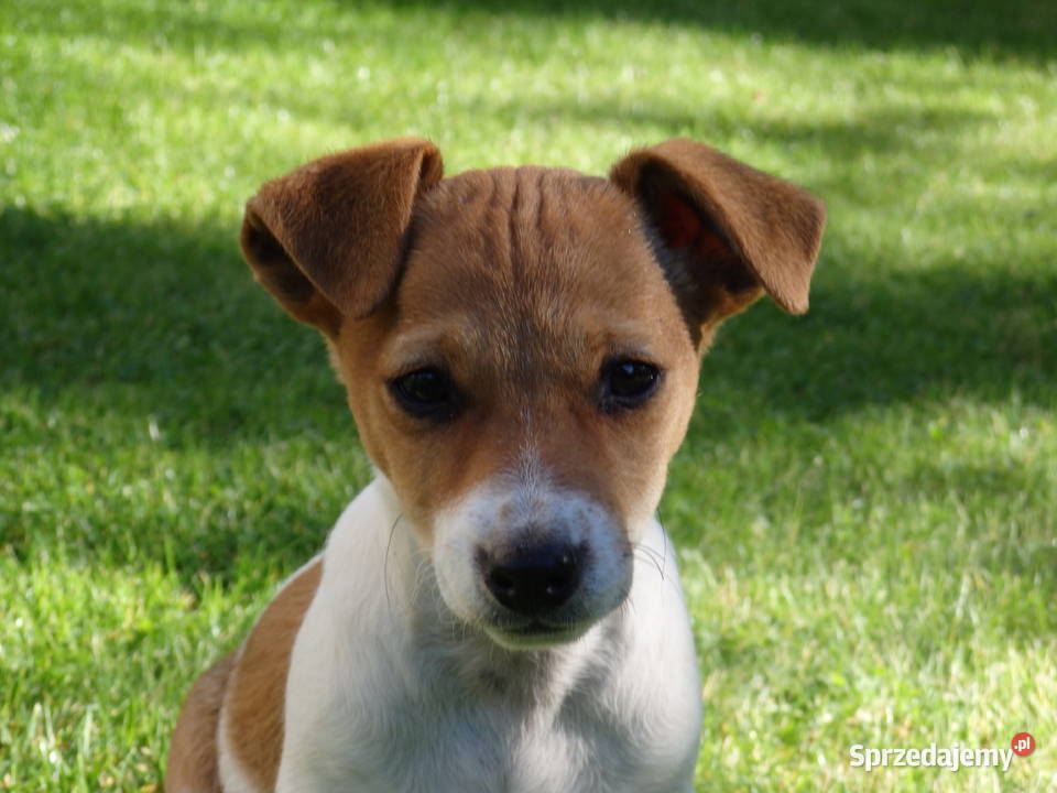 Jack Russell Terrier NIZIUTKA suczka SMARTIE
