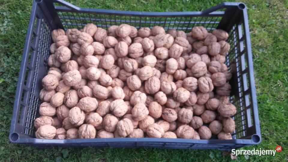 Orzechy włoskie Jacki