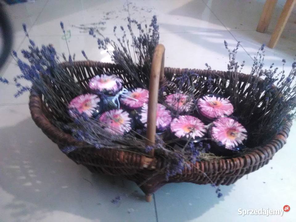 Lawenda lekarska wąskolistna Sadzonki kwiaty Korczew