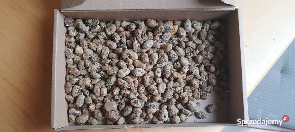 Kokony pszczoły rogatej faktura VAT Rr Buchałowice