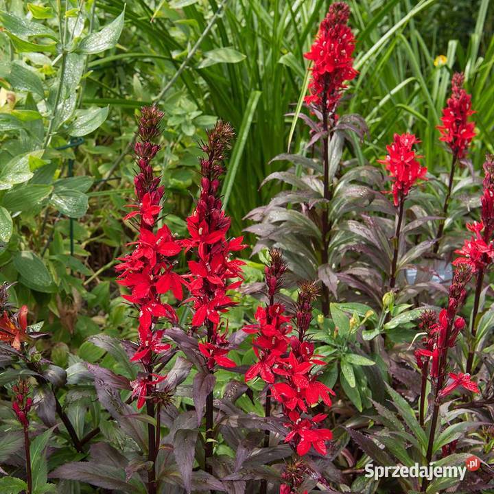 Lobelia lśniąca opolskie Opole