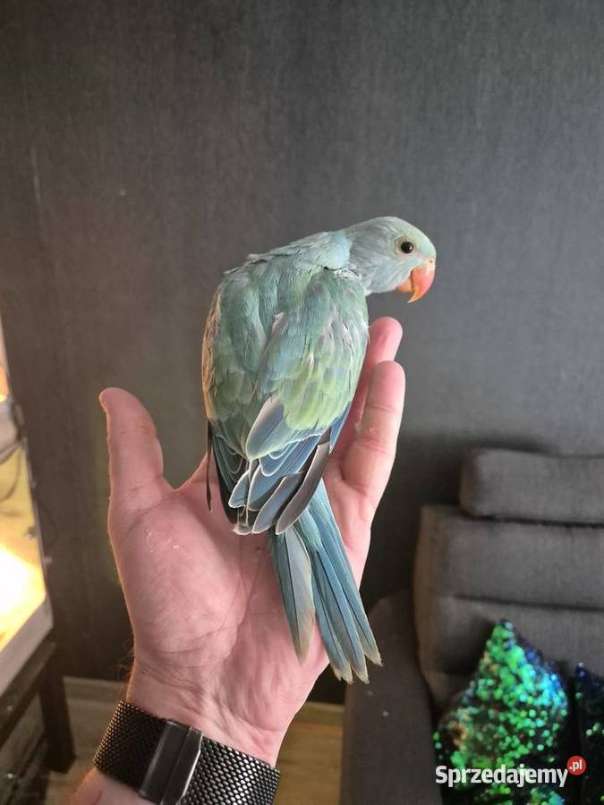 Aleksandretta Obrożna Ręcznie Karmiona Radlin