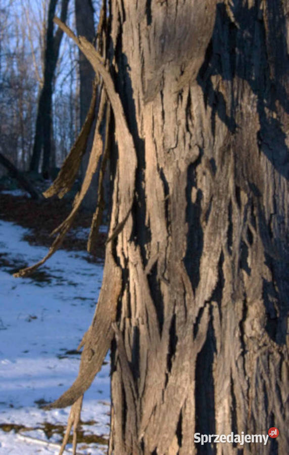 ORZESZNIK PIĘCIOLISTKOWY Carya ovata NASIONA 40 Lubanie sprzedam