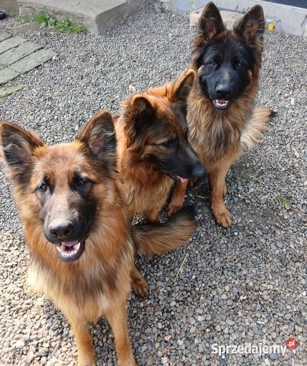 Sprzedam szczeniaki rasy owczarek niemiecki Owczarek Busko-Zdrój