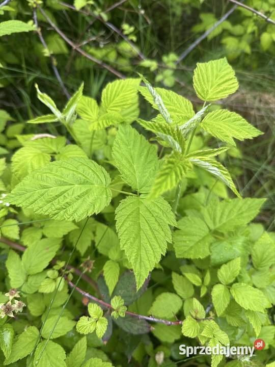 Jeżyna sadzonki Aleksandrów Łódzki sprzedam