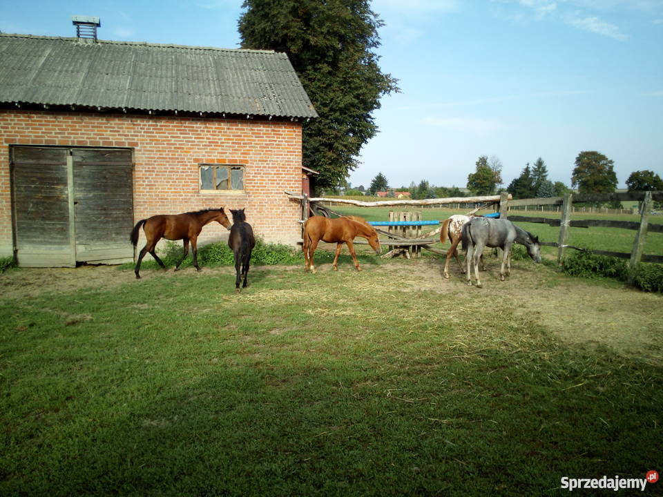 Kuc Feliński Niedrzwica Duża sprzedam