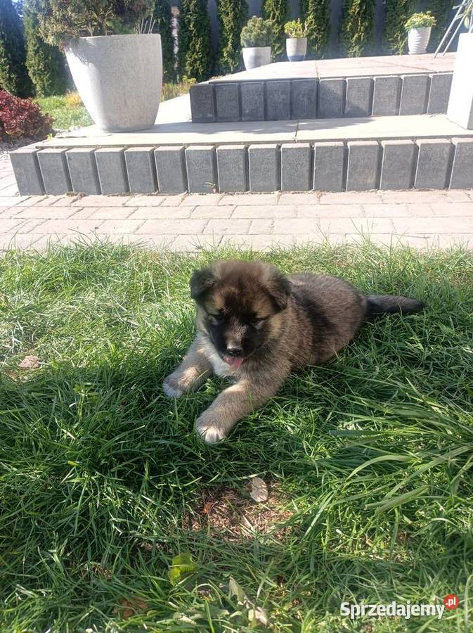 Akita amerykańska mazowieckie