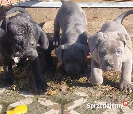 SPRZEDAM SZCZENIAKI CANE CORSO lubelskie Lubartów