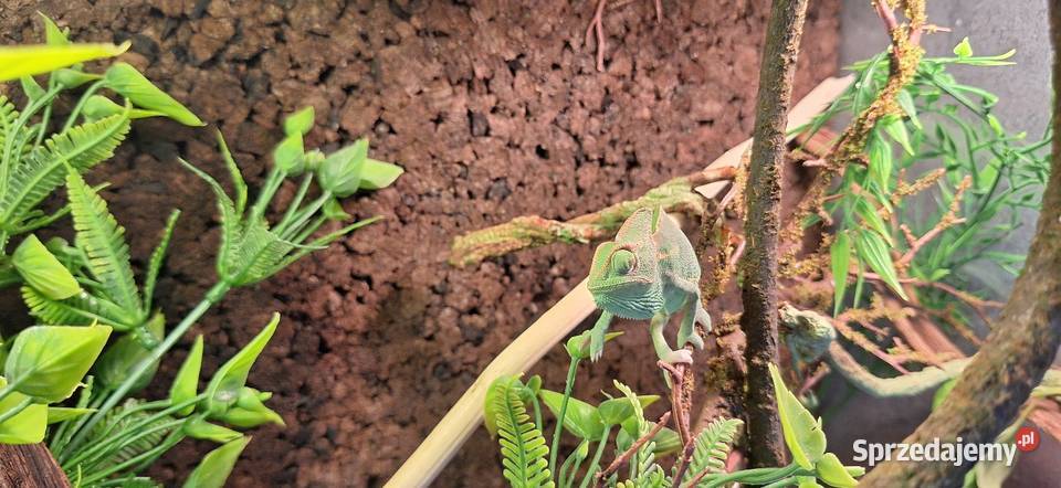 Kameleon jemeński samiec