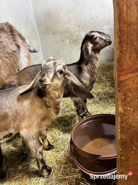 Koziołki An Rolnictwo Domanowice