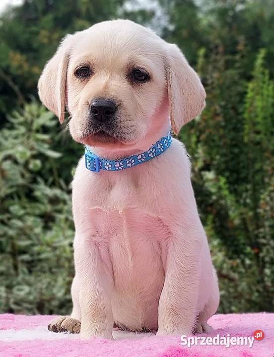 Labrador Retriever ZKwPFCI Szczenię suczka Labrador warmińsko-mazurskie Nowe Miasto Lubawskie