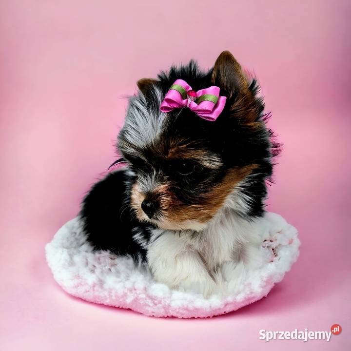 MINI Perełka YORK BIEWER SUCZKA Rodowód Umowa Opole