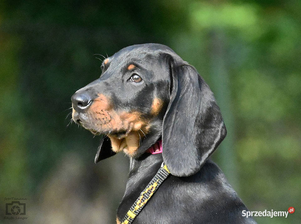 SPRZEDAM GOŃCZY POLSKI FCI szczeniaki Lubin