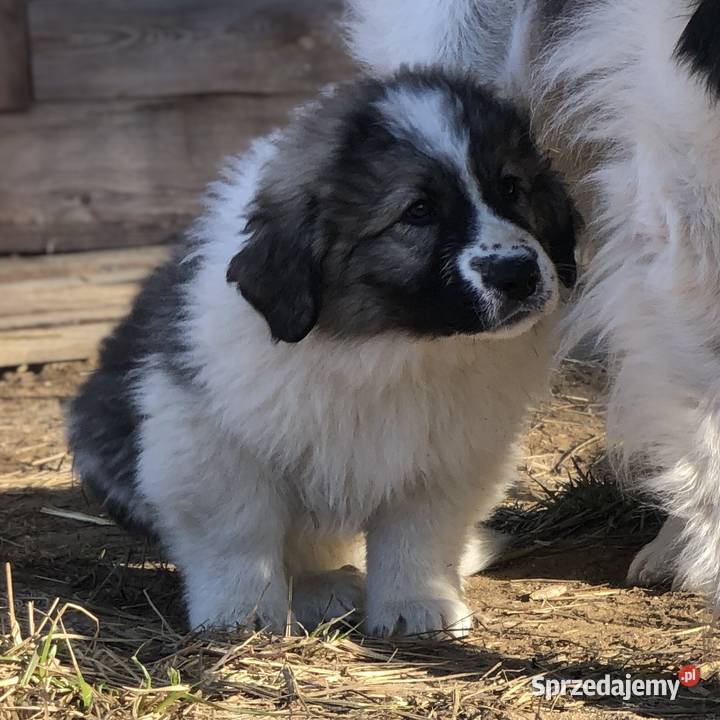 Mastif pirenejski rodzinny molos stróżujący sprzedam