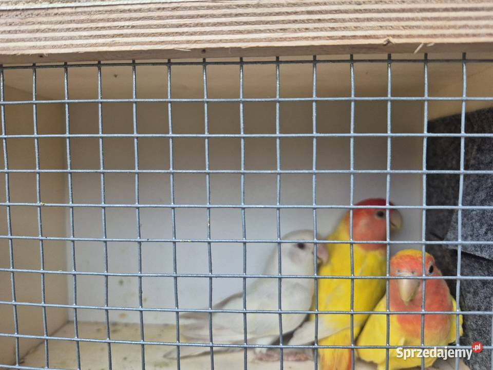 Papugi nierozlaczki czerwonoczelne Ozimek