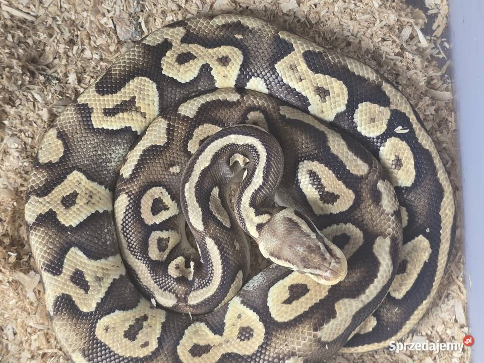 Pyton królewski Python regius Poznań