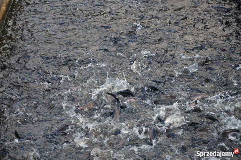 Sprzedam hodowlę pstrąga tęczowego gospodarstwo Łoźnica