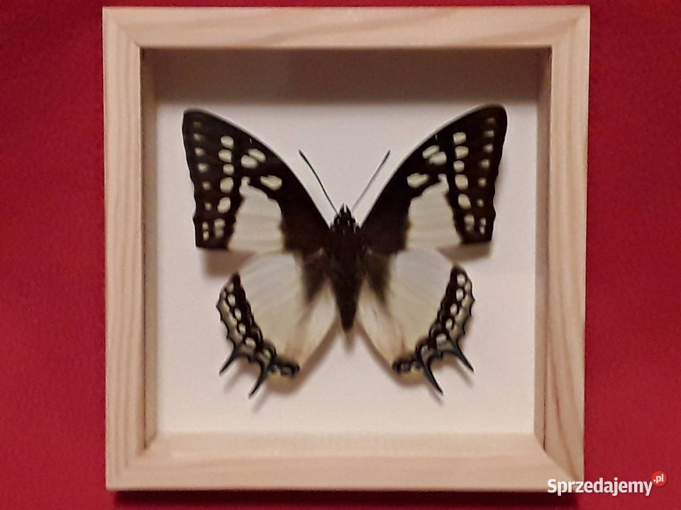 Motyl w ramce 12 x12 Polyura nepenthes Szczecin