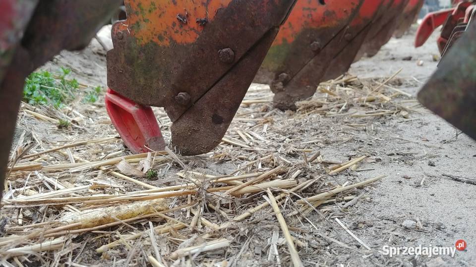 Redlica krótka długa hassia lemken kongskidle Czyżew