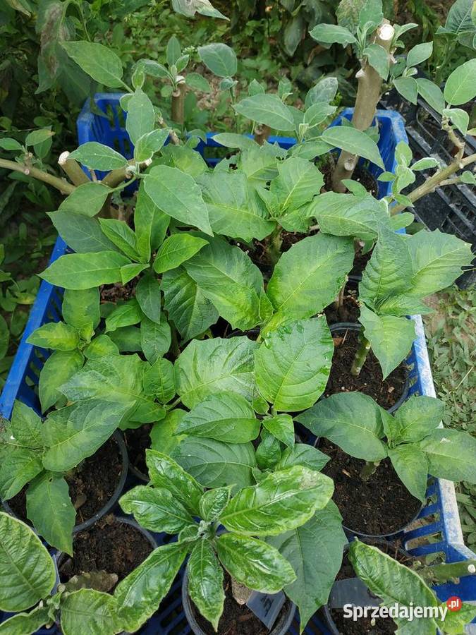 Brugmansja brugmansia Datura datury Fajsławice
