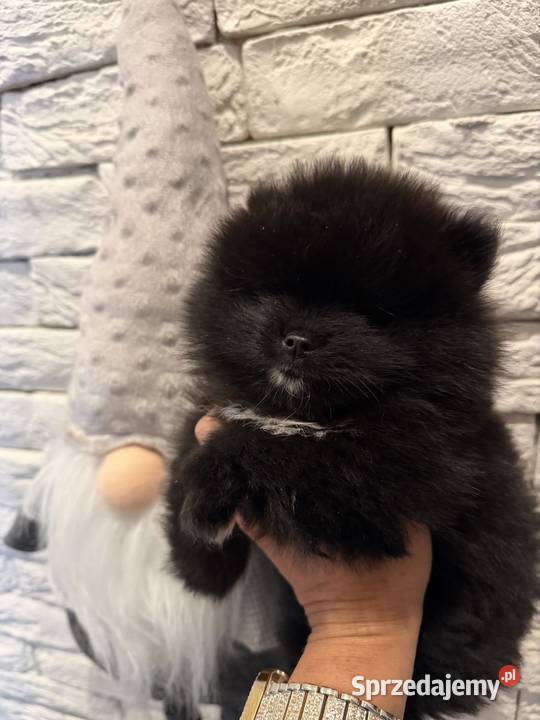 Szpic miniaturowy pomeranian boy Poniszowice