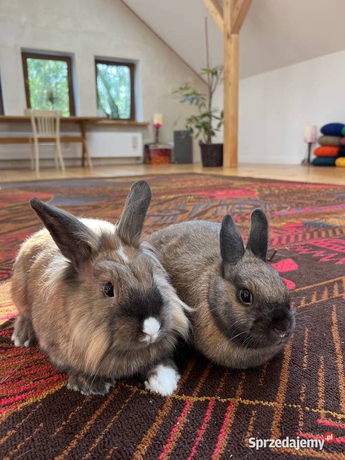 2 zakochane króliki wykastrowane zaprzyjaźnione Warszawa