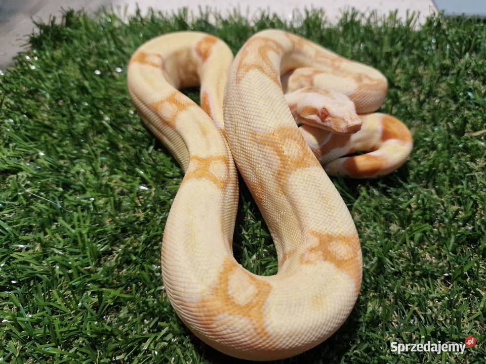 Boa cesarski Junglow mazowieckie sprzedam