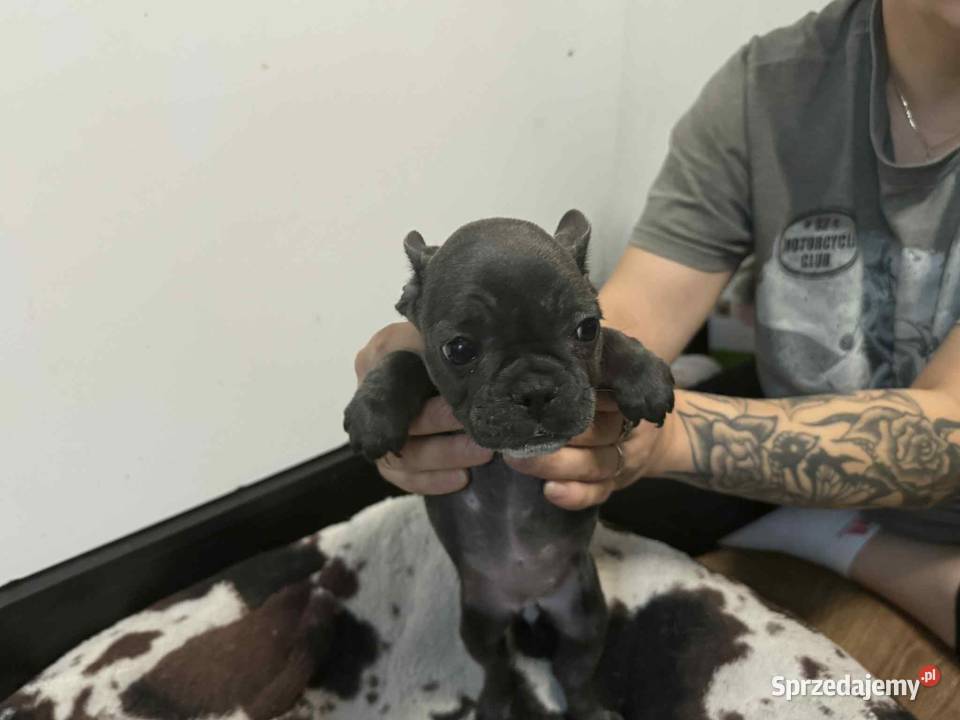 Buldog francuski szczeniaki buldoga francuskiego Sierzchów