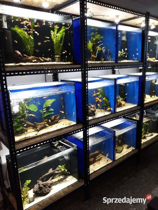 MOCNE Regały na AKWARIA PRODUCENT mazowieckie Kozienice sprzedam