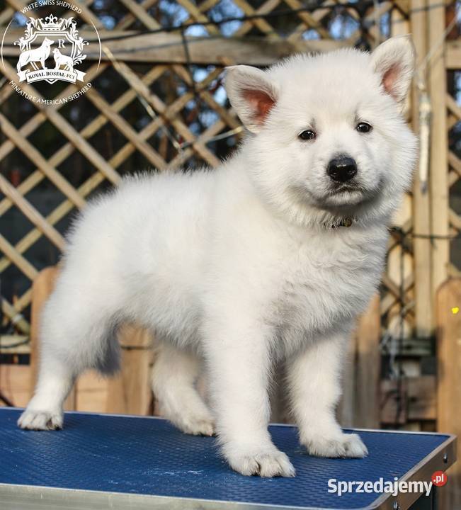 Biały Owczarek Szwajcarski FCIZKwP Warszawa