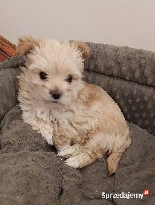 Samica Golddust Terrier białozłota Łuków