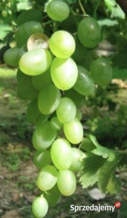 Winnica Eden oferuje zestaw 6 odmian winorośli Łazy Brzyńskie