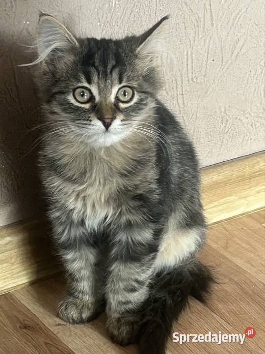 Kocurek Syberyjski gotowy do zmiany domu Rybnik