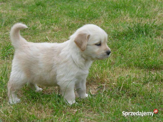GOLDEN RETRIEVERcudne maluszki Bydgoszcz sprzedam