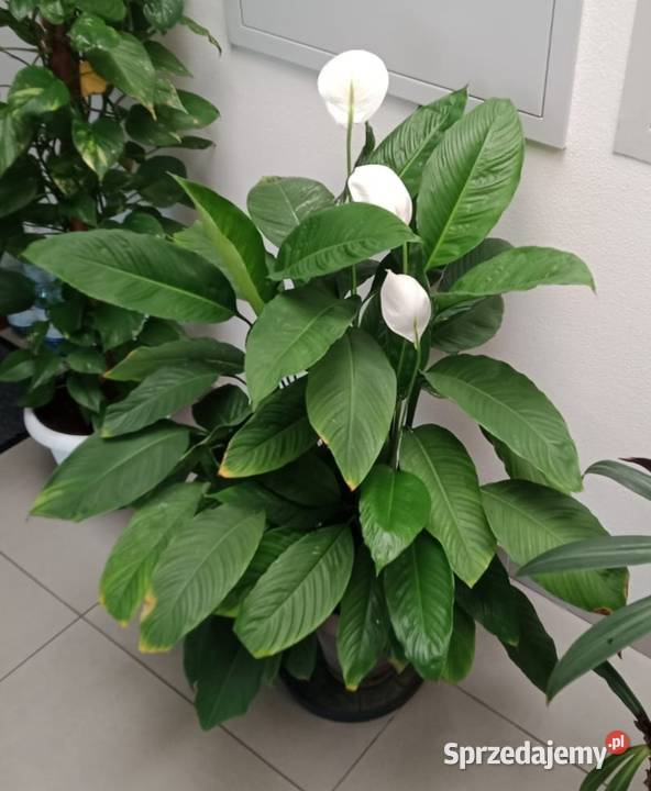 Skrzydłokwiat Spathiphyllum dolnośląskie Wrocław