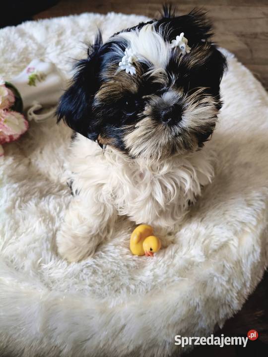 Shih tzu piesek FCI Wałbrzych