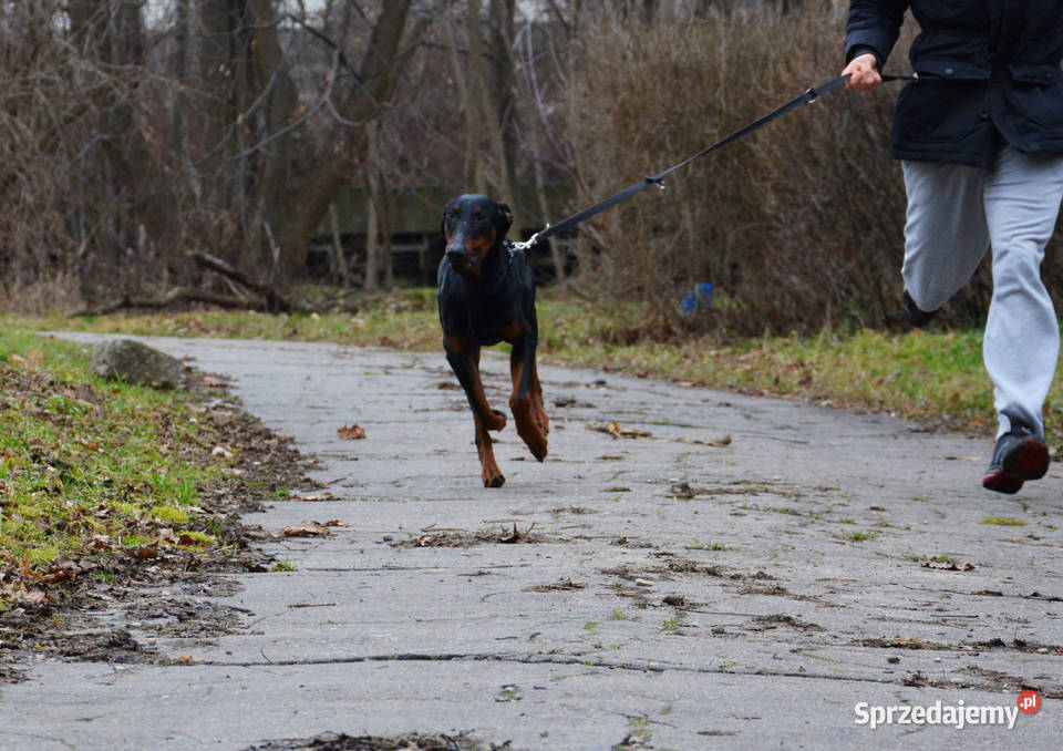 Doberman pies 12 miesięcy Warszawa sprzedam